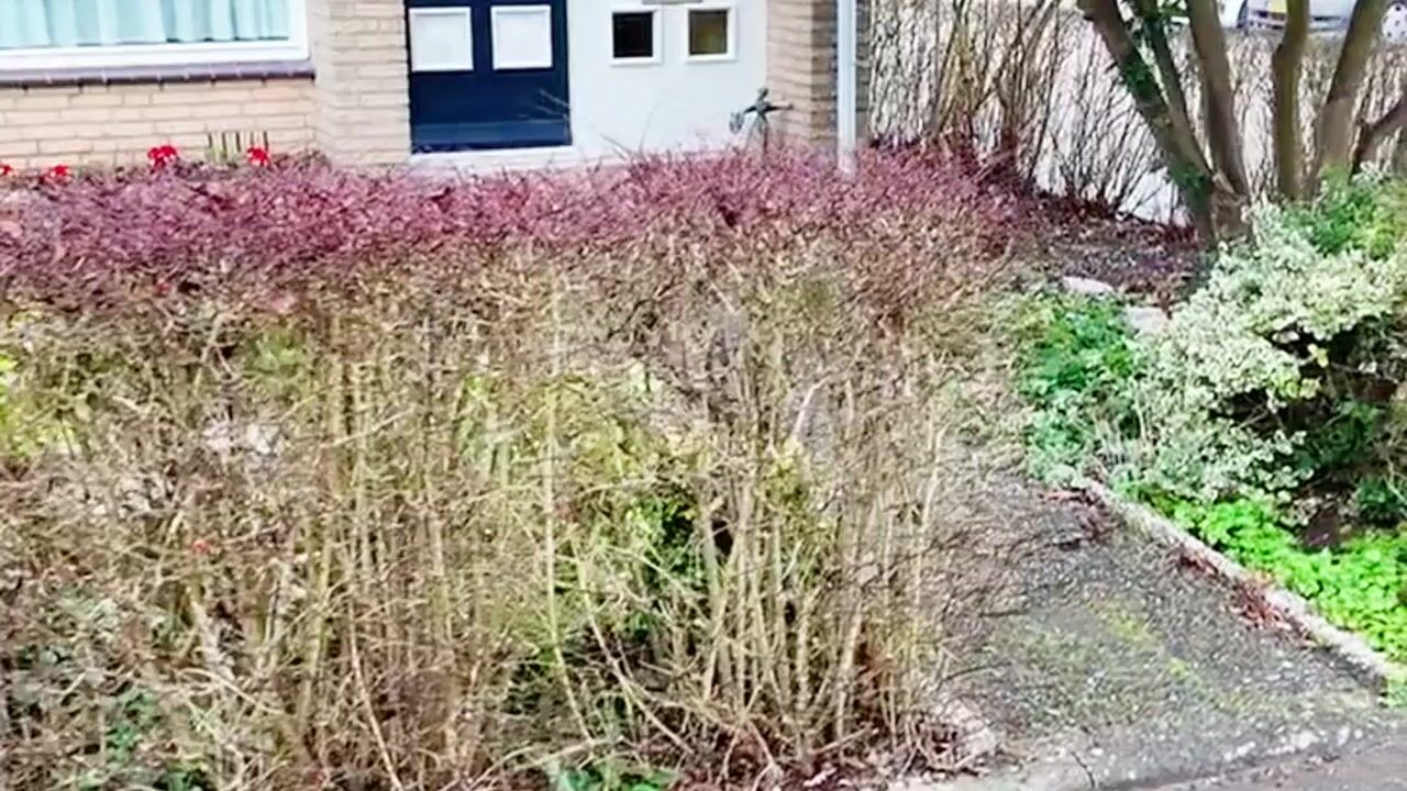 Video van Couperusstraat 2