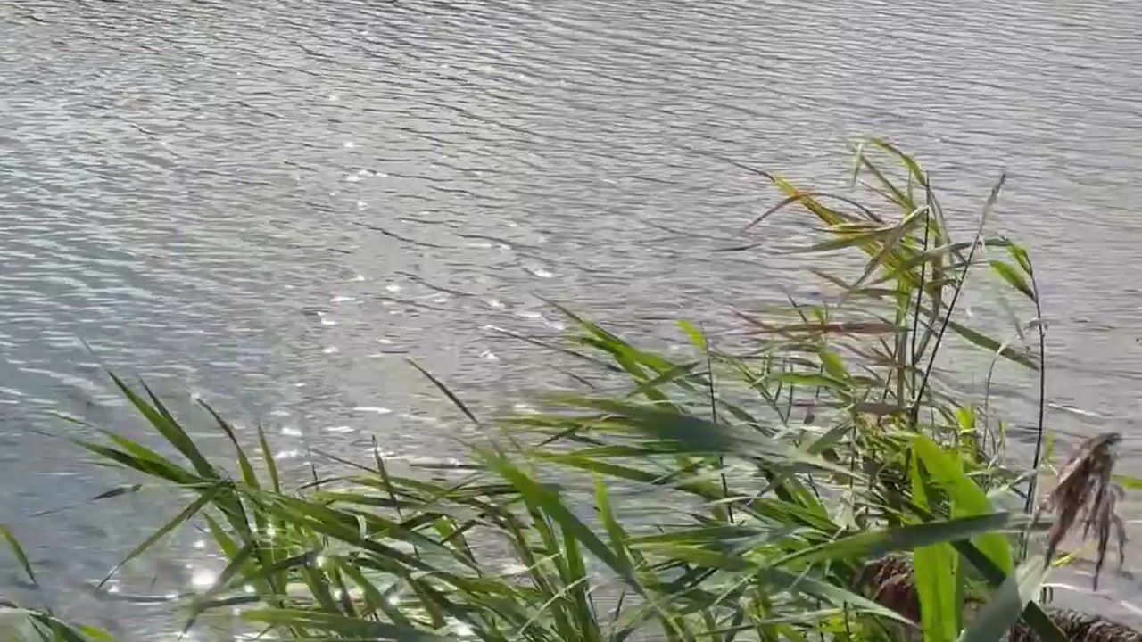 Video van De Burcht 2