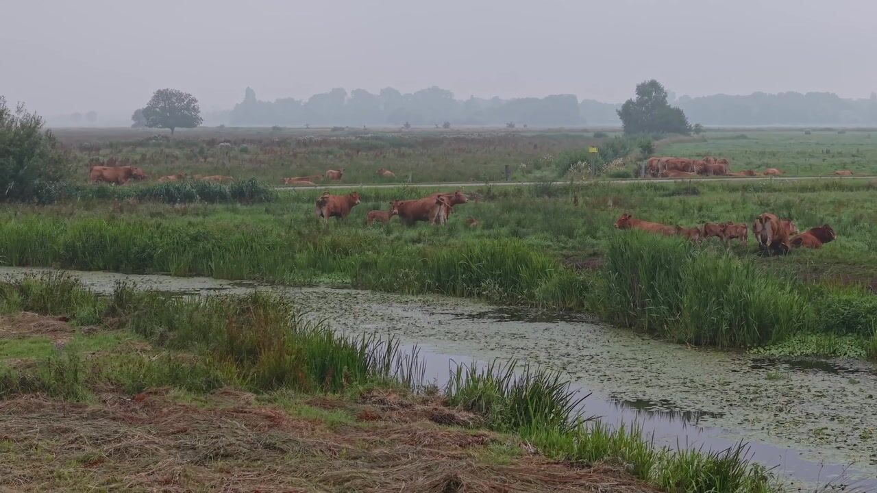 Video van Fluitekruid 11