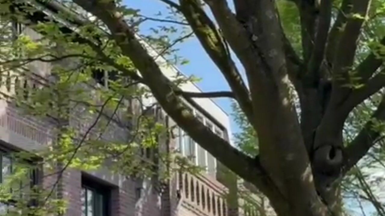 Video van de Roy van Zuidewijnlaan 12