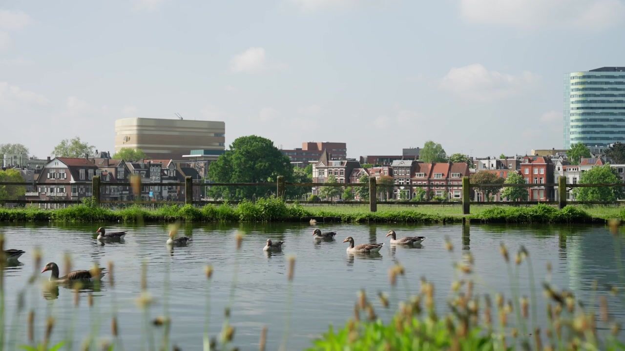 Video van De Wiltstraat 2