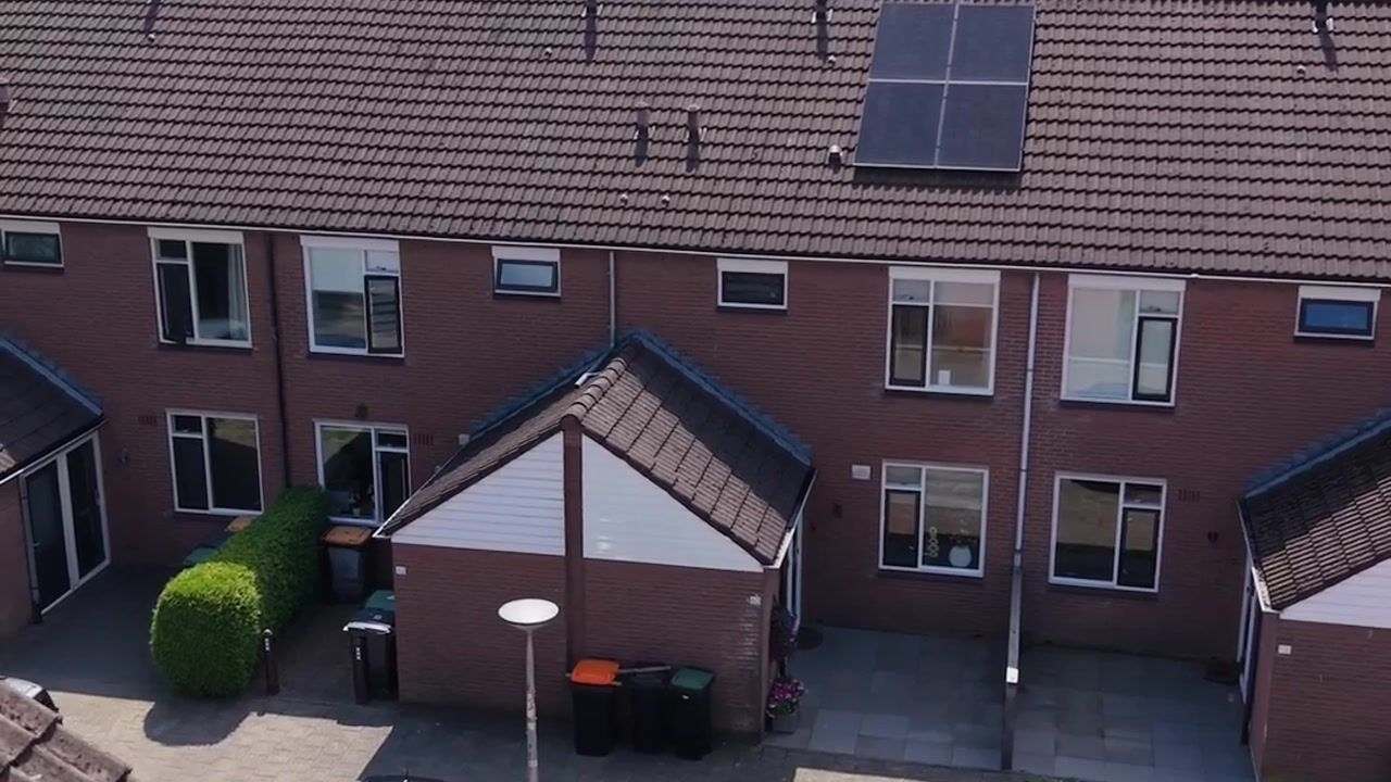 Video van Engelwortel 60