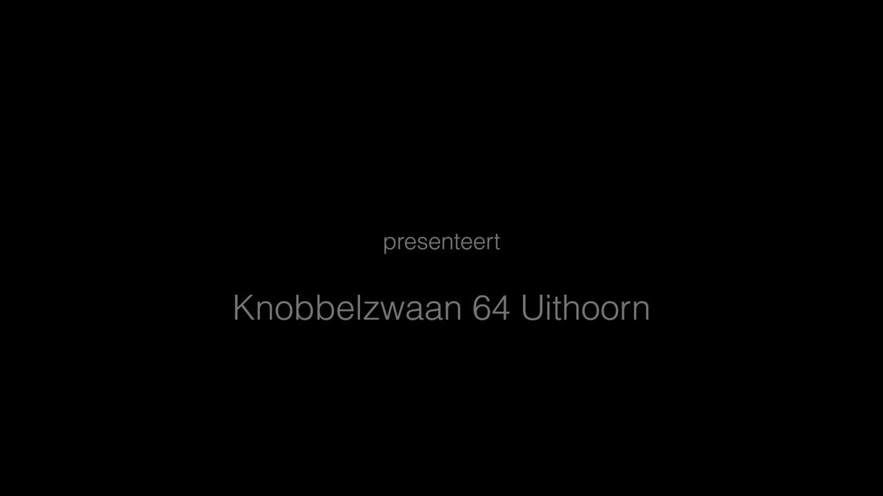 Video van Knobbelzwaan 64
