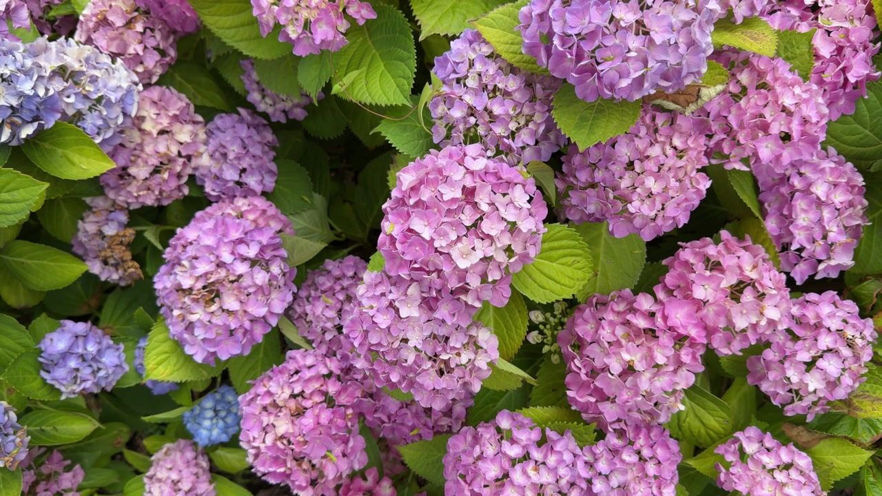 Video van De Hilde 36
