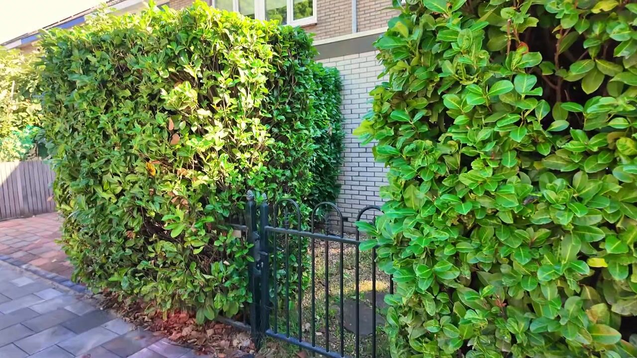 Video van Acquoylaan 15