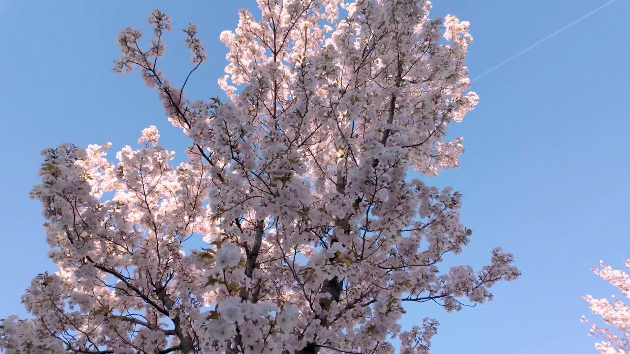 Video of Duizendknoopstraat 82