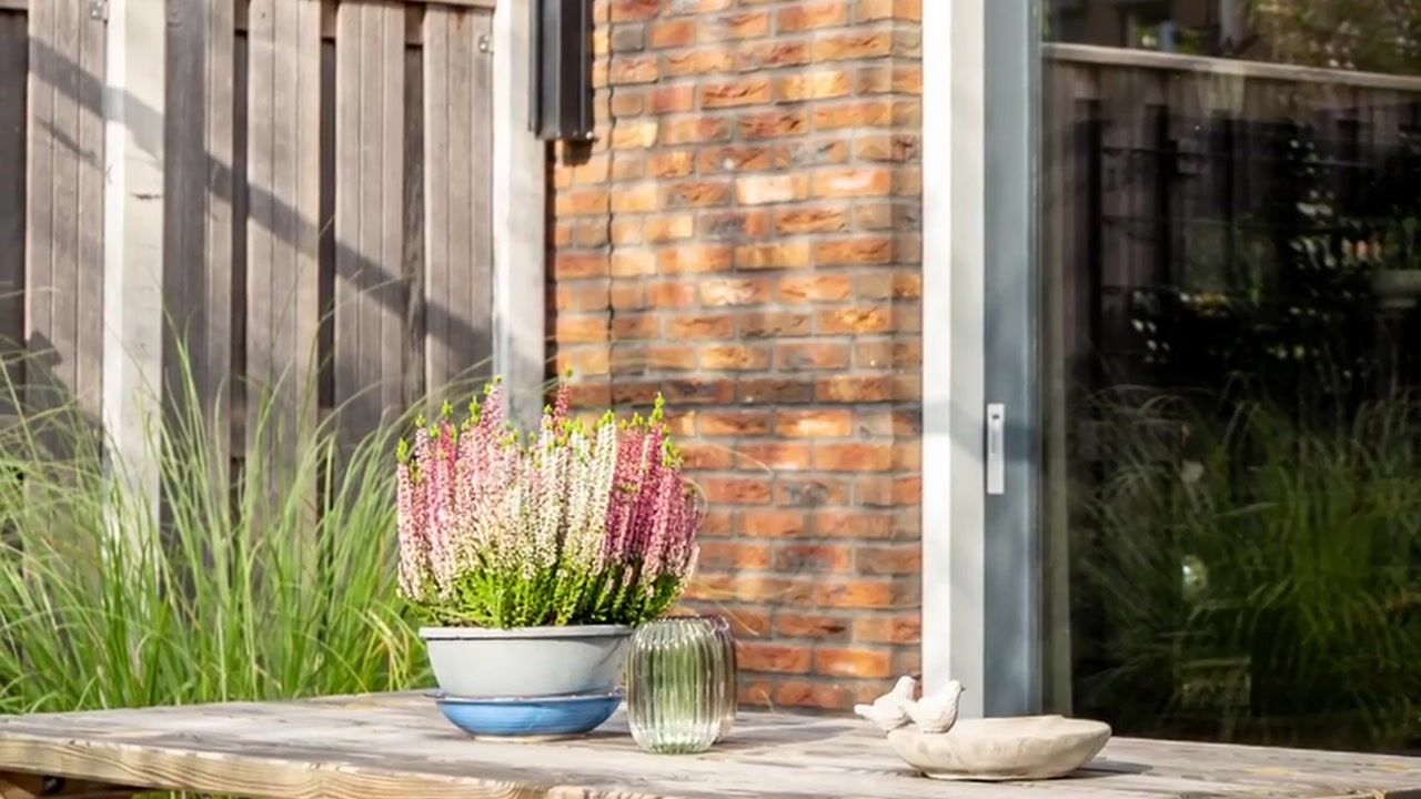 Video van Vlinderslag 50