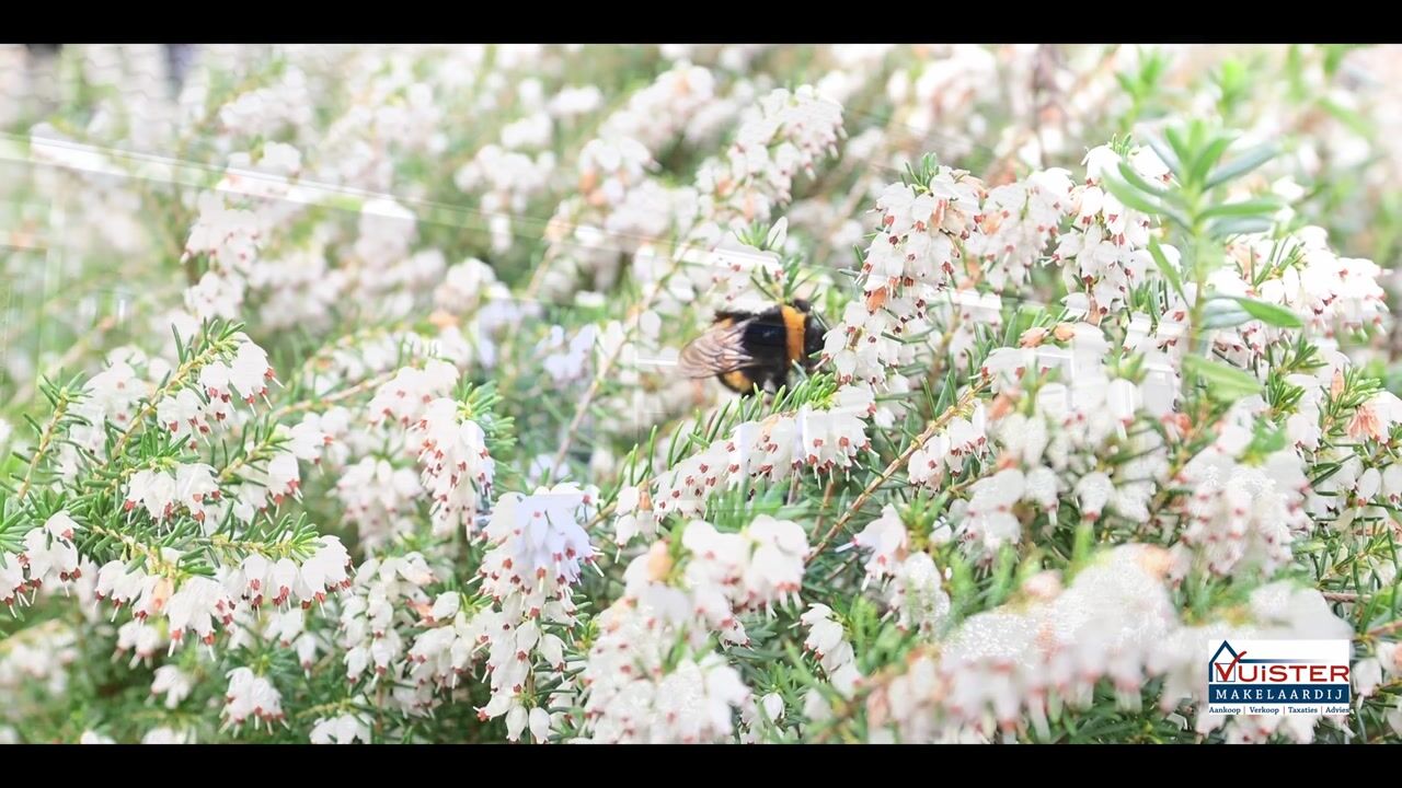 Video van Wilhelminahof 11