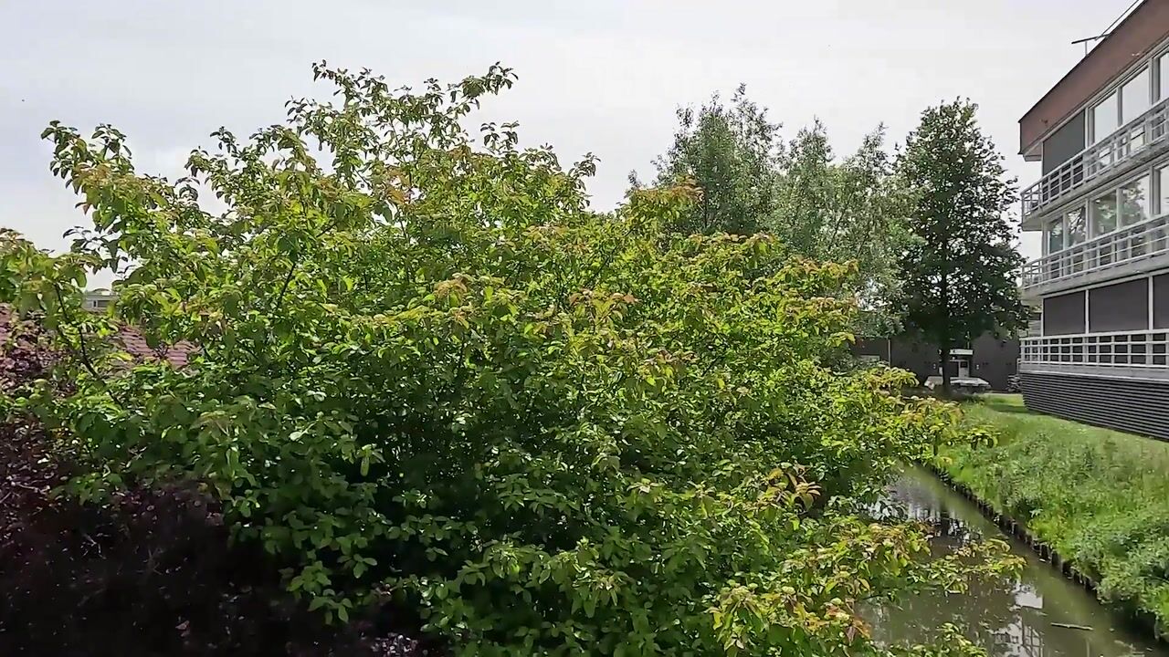 Video of Azaleapark 21