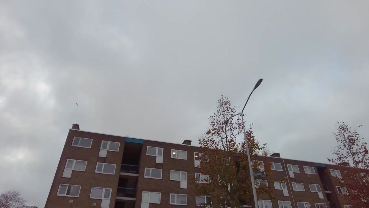 Video van Poelenburg 462