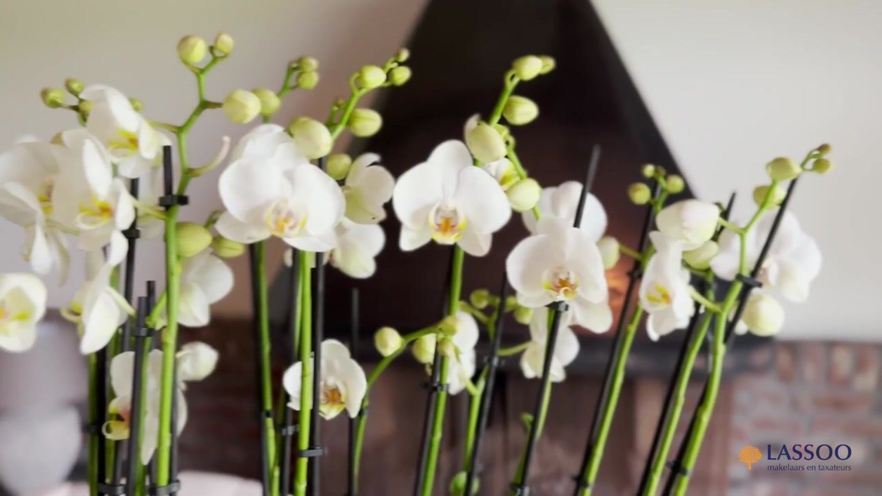 Video of Bonaertsweg 6