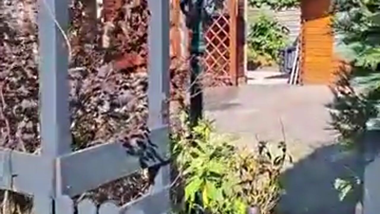 Video van Huisdreef 1