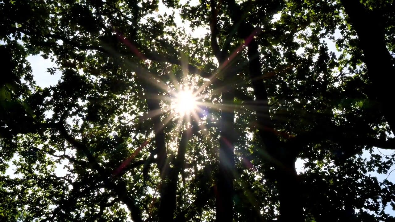 Video van Vuursche Dreef 118