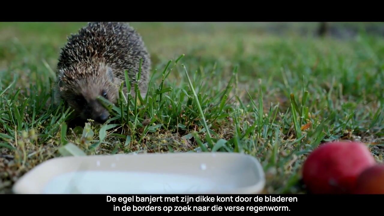 Video van Magnolialaan 4