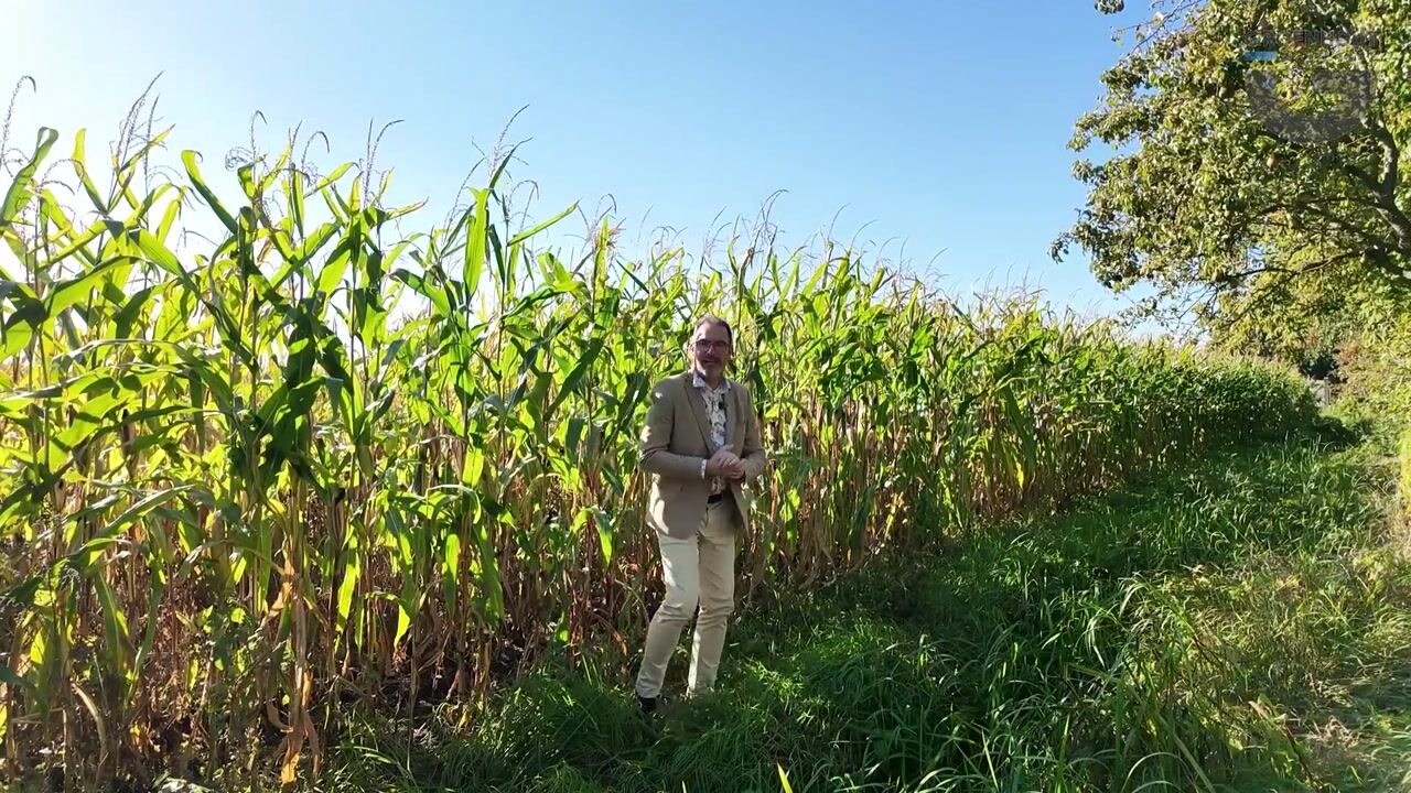 Video van Borgweg 67