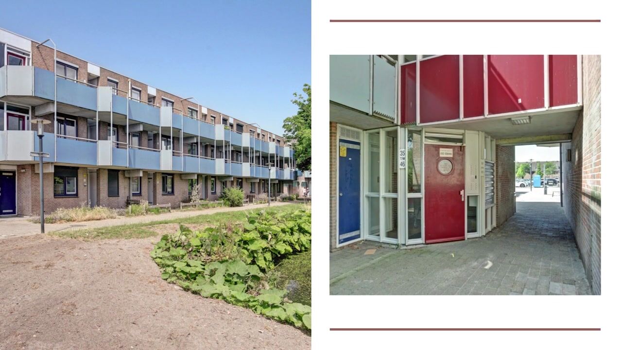 Video of Korenbloem 36