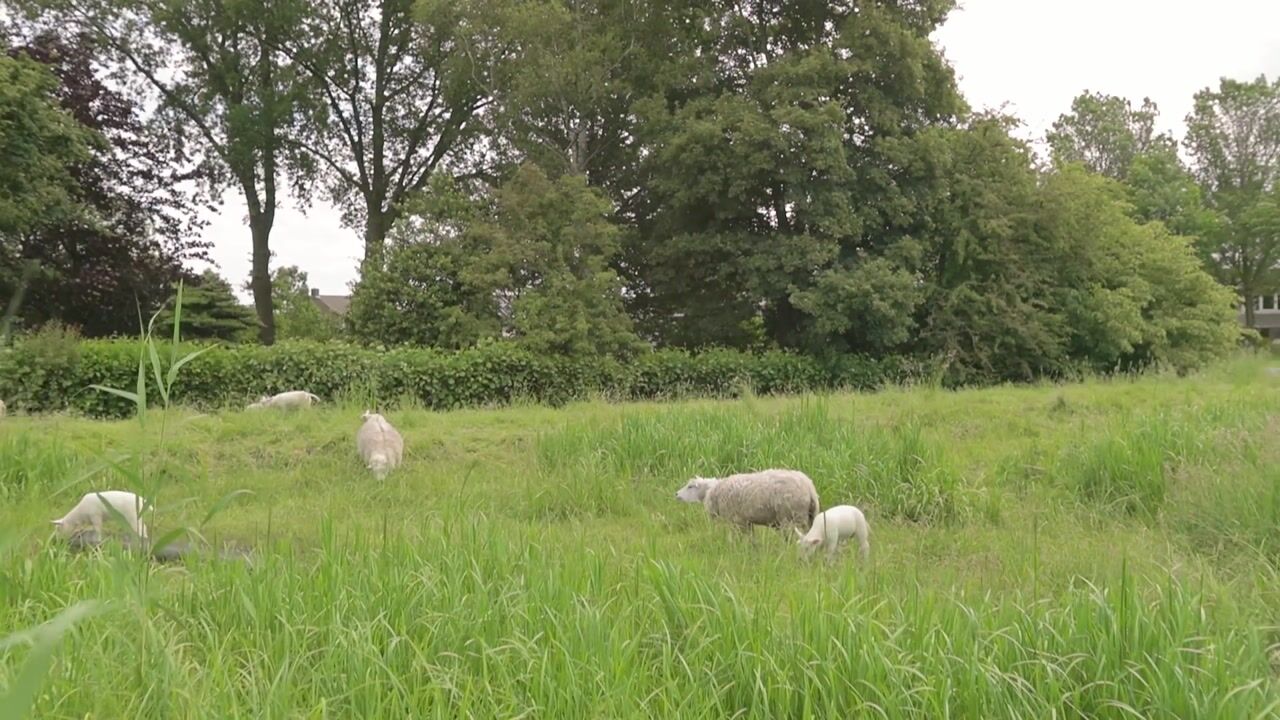 Bekijk video van Oosteinde 6